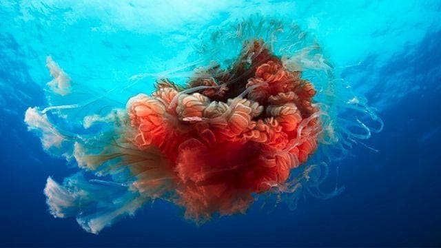 Blue Planet II in 4K