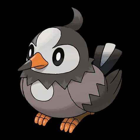 Starly – one of the cutest bird Pokémon