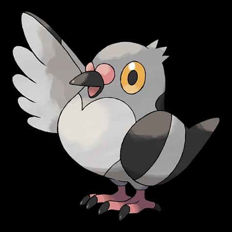 Pidove – one of the cutest bird Pokémon