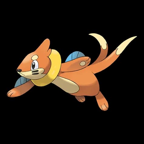 Buizel – one of the cutest water Pokémon